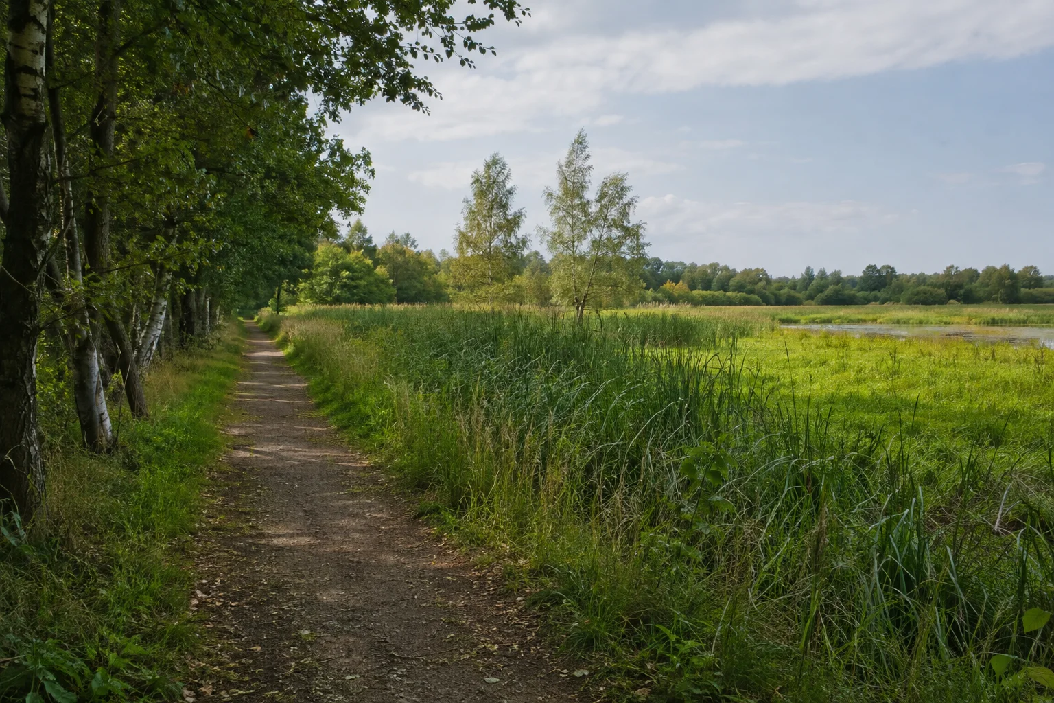 Mellener Moorrand: ausgewiesener fester Weg neben Schilf und feuchtem Grünland mit Birken und Erlen