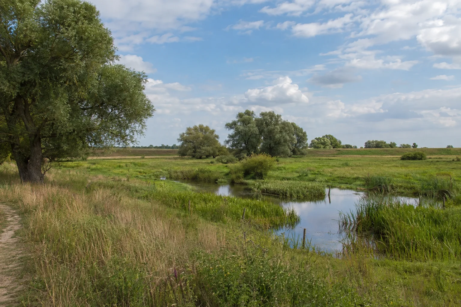Lenzen (Elbe): Lenzen (Elbe): Lenzener Niederung: breite grüne Auenwiesen unter weitem Himmel mit alten Weiden und entferntem Deich