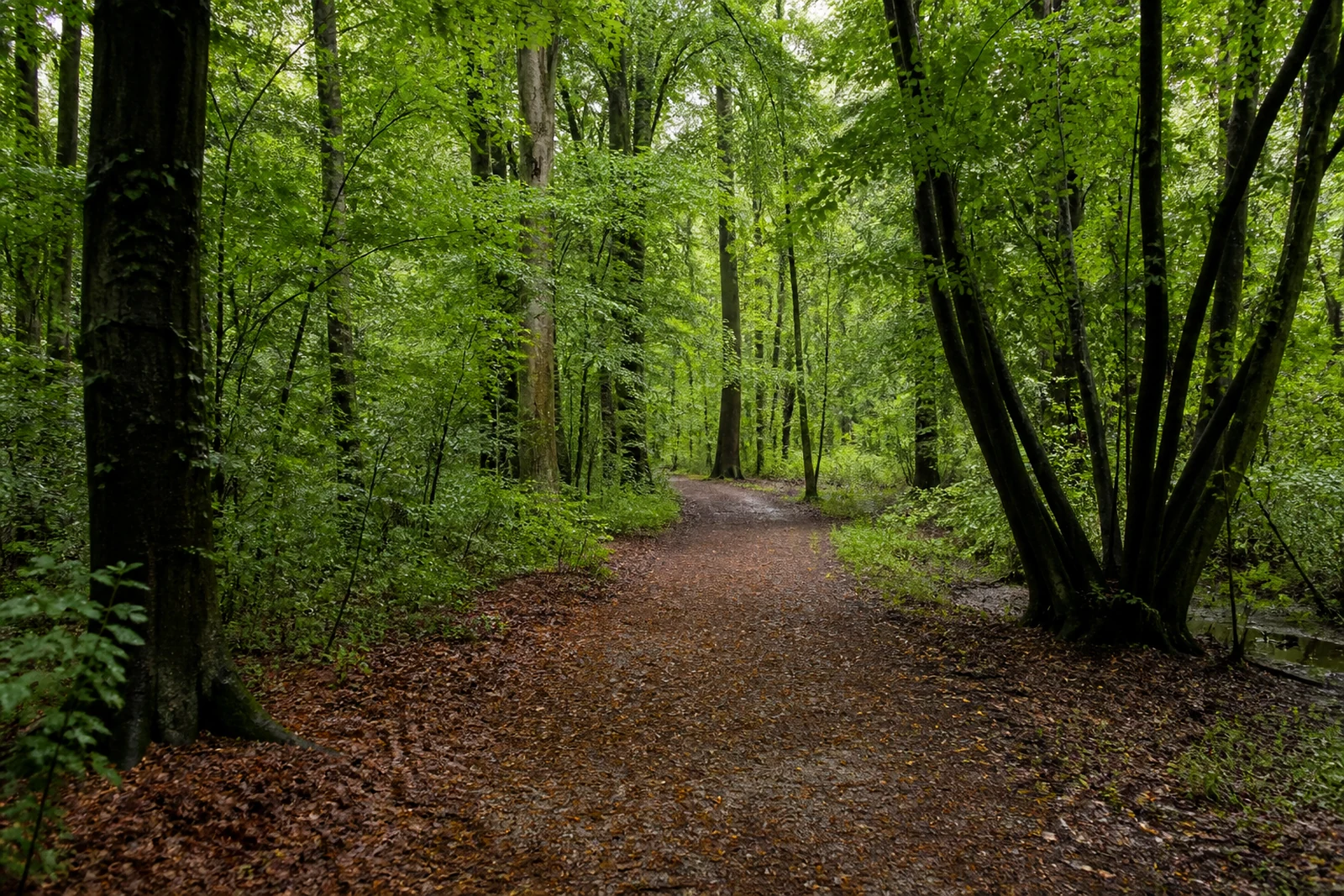 Breiter Waldweg im Bürgerbusch in Leverkusen