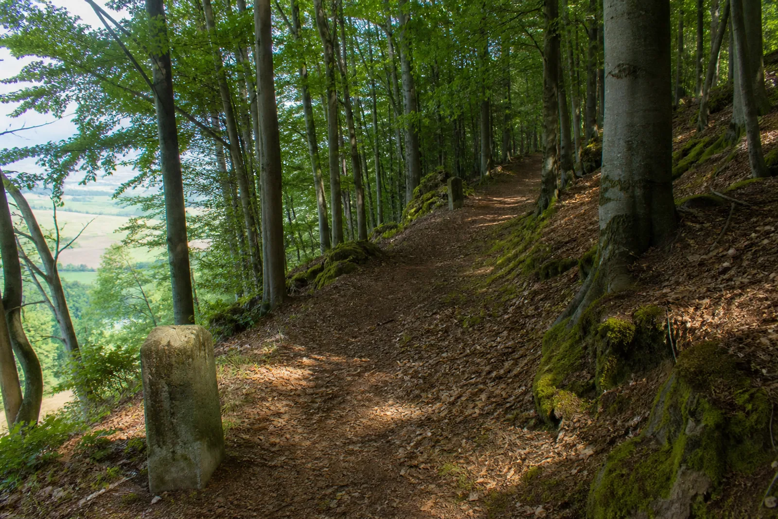 Waldweg bei Kleinenberg