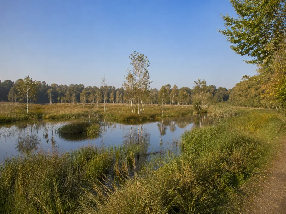 Truper Blänken: Flaches Feuchtgebiet mit offenen kleinen Wasserflächen, Schilf, Seggen und einzelnen Birken, Blick vom vorhandenen Randweg