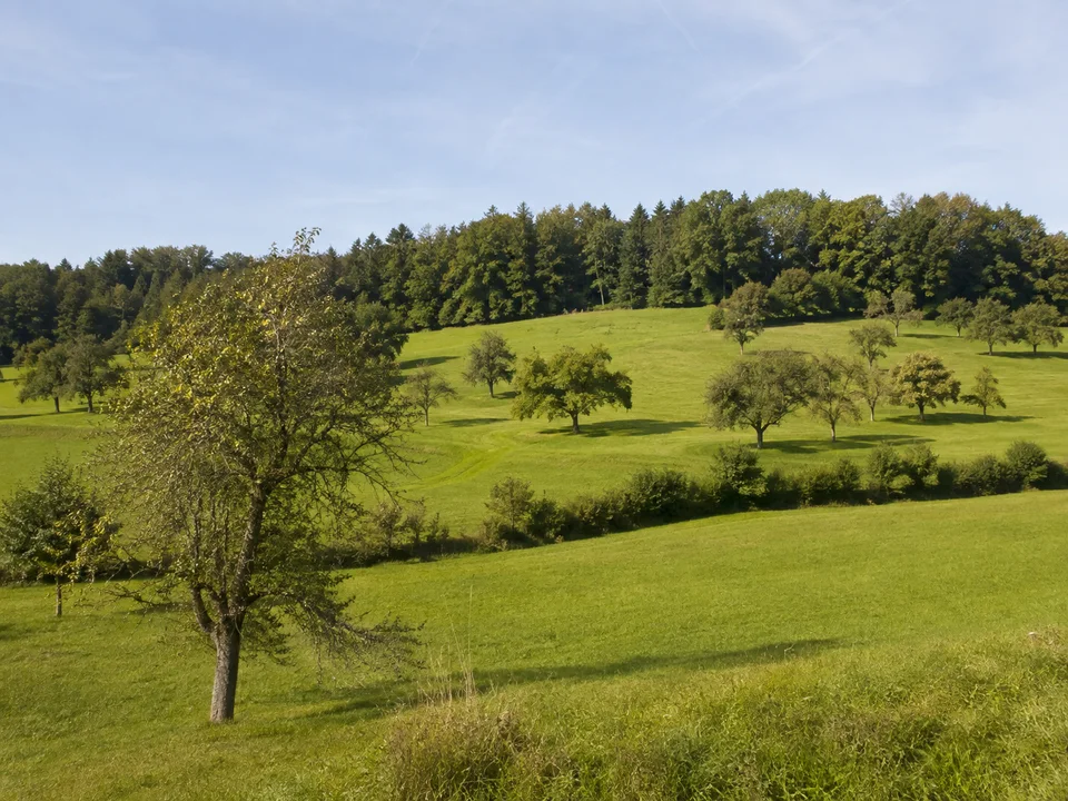 Reitnauer Obstwiesen: Sanft wellige grüne Wiesen mit alten Apfelbäumen, kleinen Feldhecken und Mischwald am Horizont