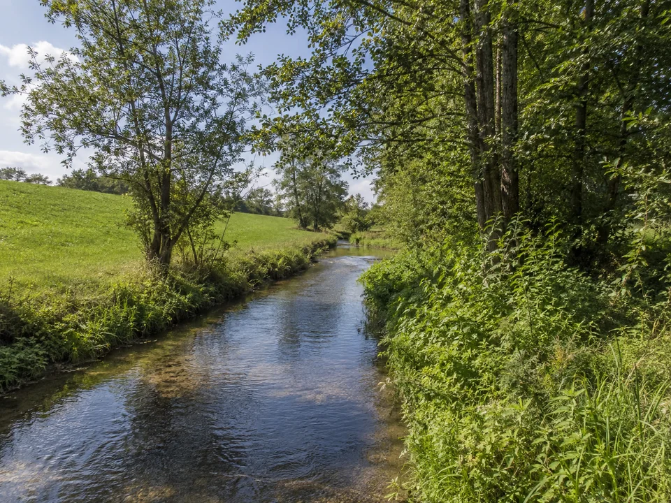 Oberreitnauer Aach: Kleiner klarer Bach im grünen Wiesental mit Erlen und feuchten Uferstauden