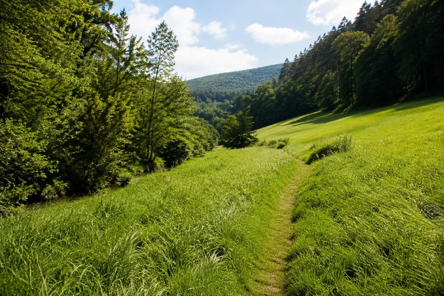 Schmaler Wiesenweg bei Schlierbach unterhalb von Lindenfels, bewaldete Talflanken, Bachgehölz und sattgrüne Wiesen.