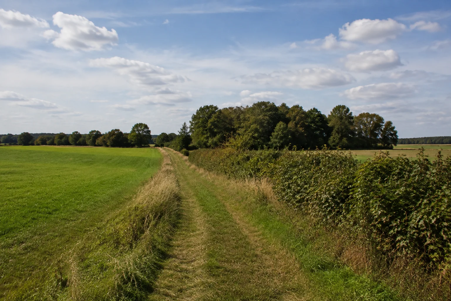 Offene Feldflur bei Holthausen mit Hecken und kleinem Mischwald