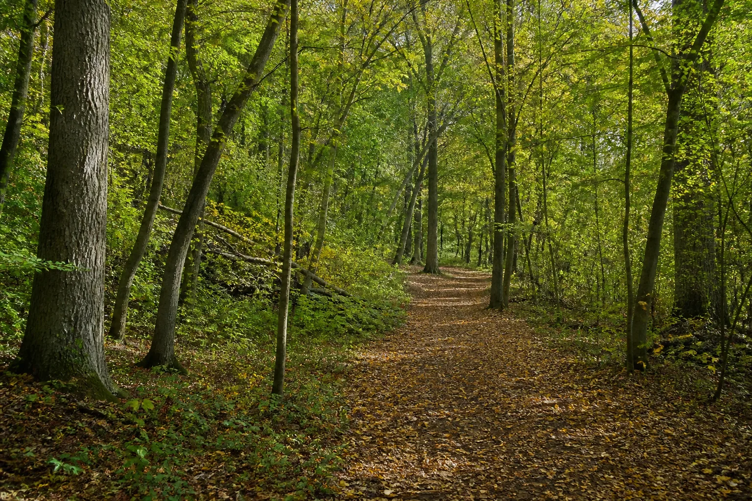 Waldweg im Kellenberger Wald bei Linnich