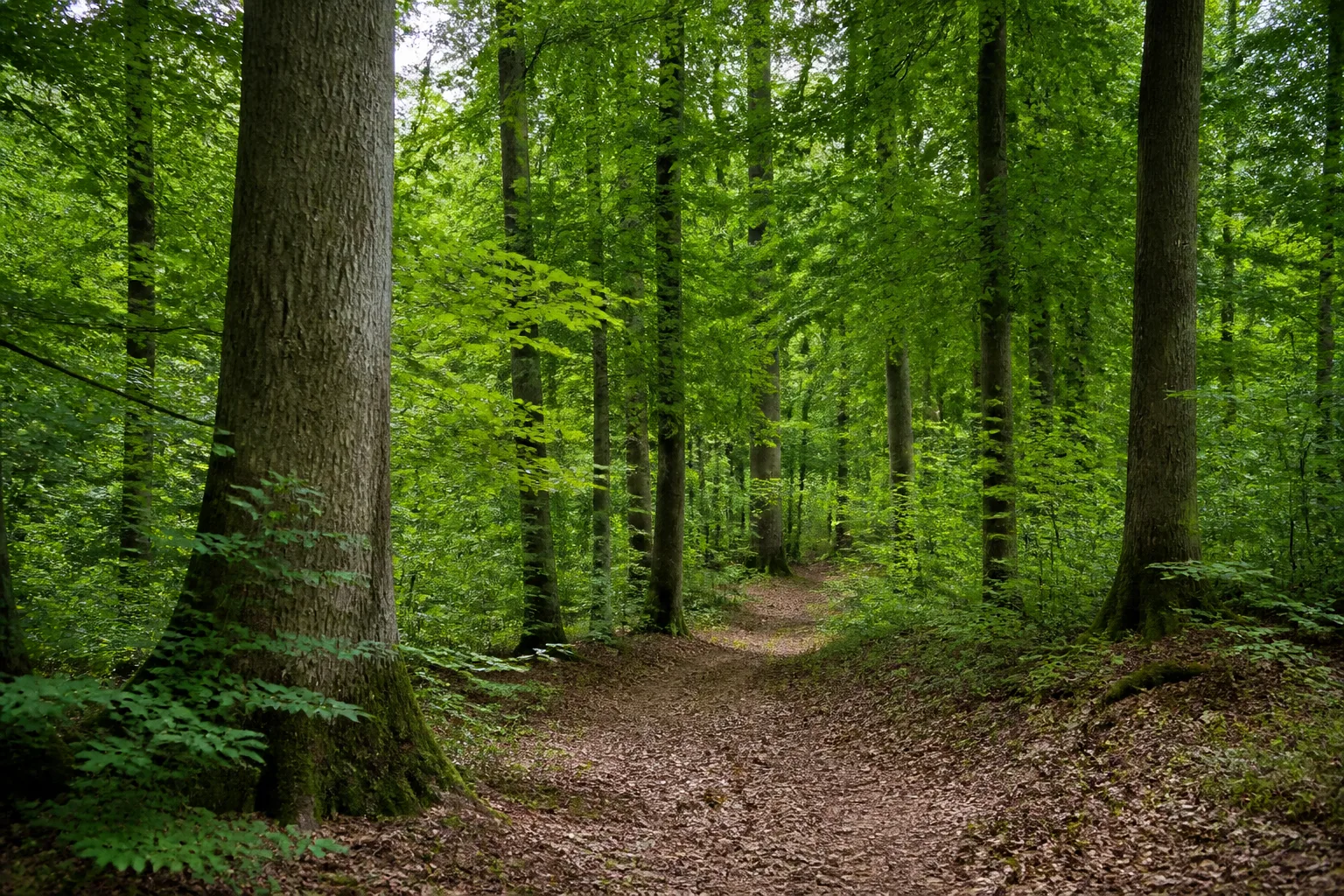 Uentroper Wald in Lippetal