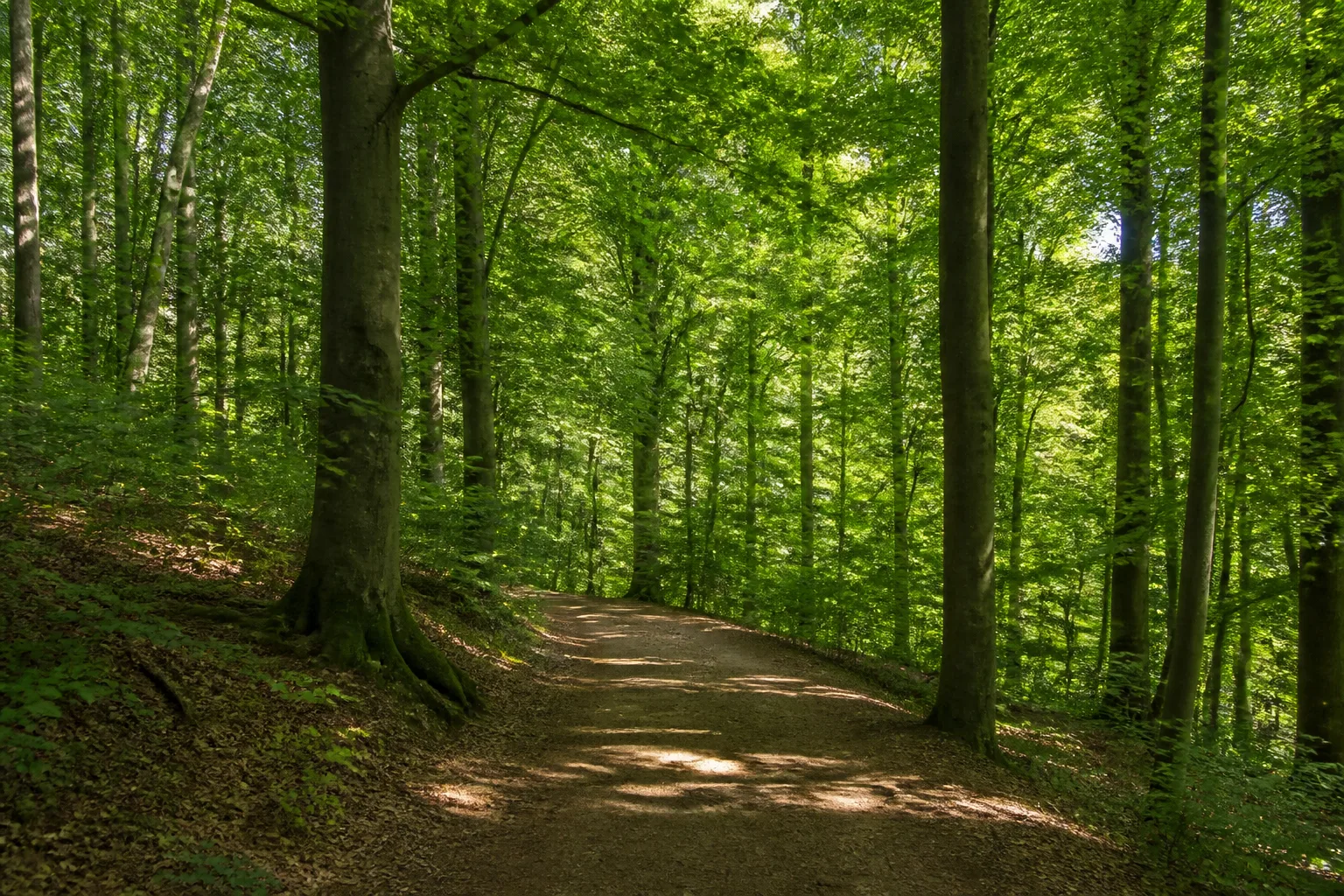 Ulenburger Wald in Löhne