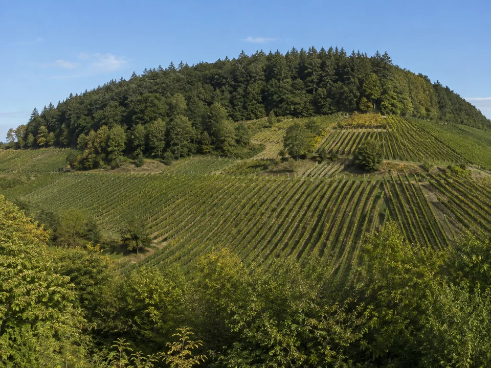 Rebhang bei Löwenstein: Grüne Rebreihen an mäßig steilem Hang mit geschlossenem Wald auf der oberen Kuppe