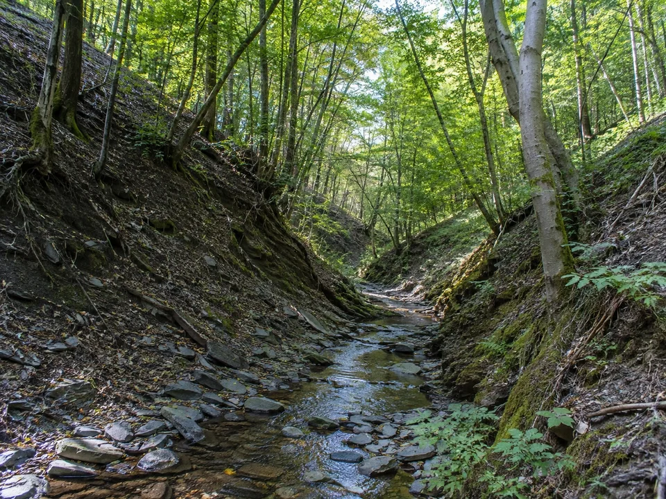 Waldtal bei Espenschied: Schmaler steiniger Bach in tief eingeschnittenem aber niedrigem Laubwaldtal mit schieferigem Untergrund