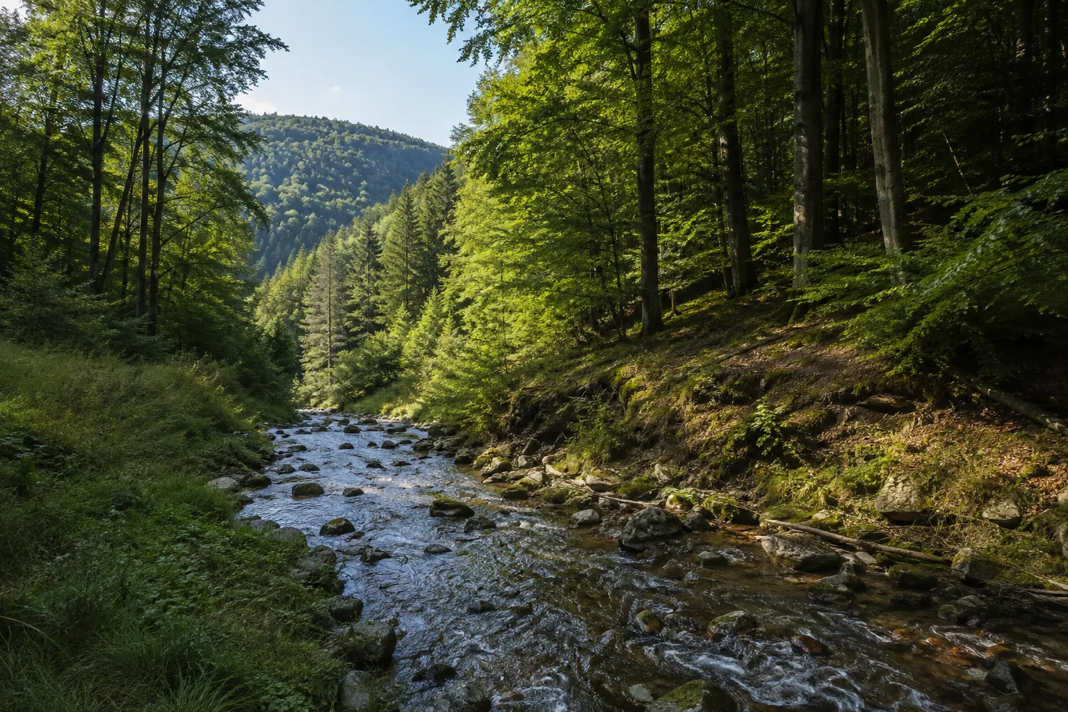 Waldhölzbach: Bachtal und dichter Laubwald im Lückner