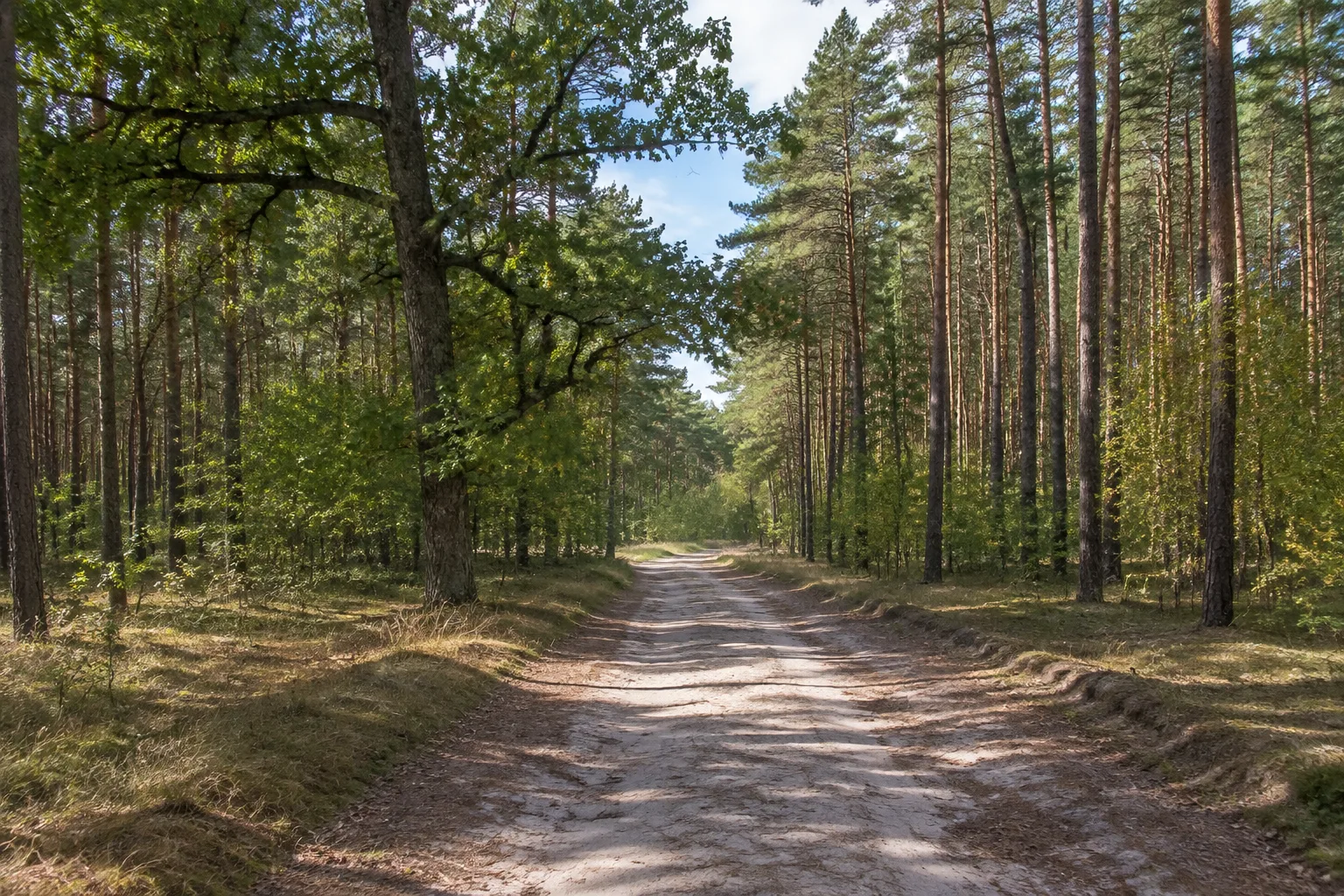 Luckenwalder Stadtwald: sandiger Waldweg durch märkische Kiefern mit einzelnen Eichen