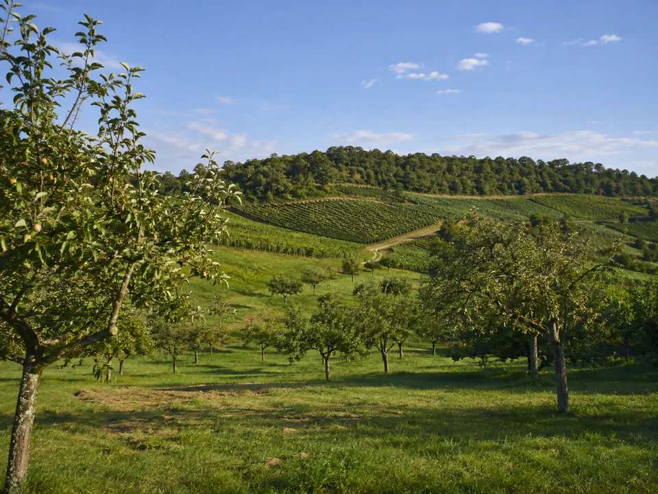 Poppenweiler Obstlandschaft: Sanft ansteigende grüne Obstwiesen zwischen Weinbergen und niedrigem bewaldetem Rücken
