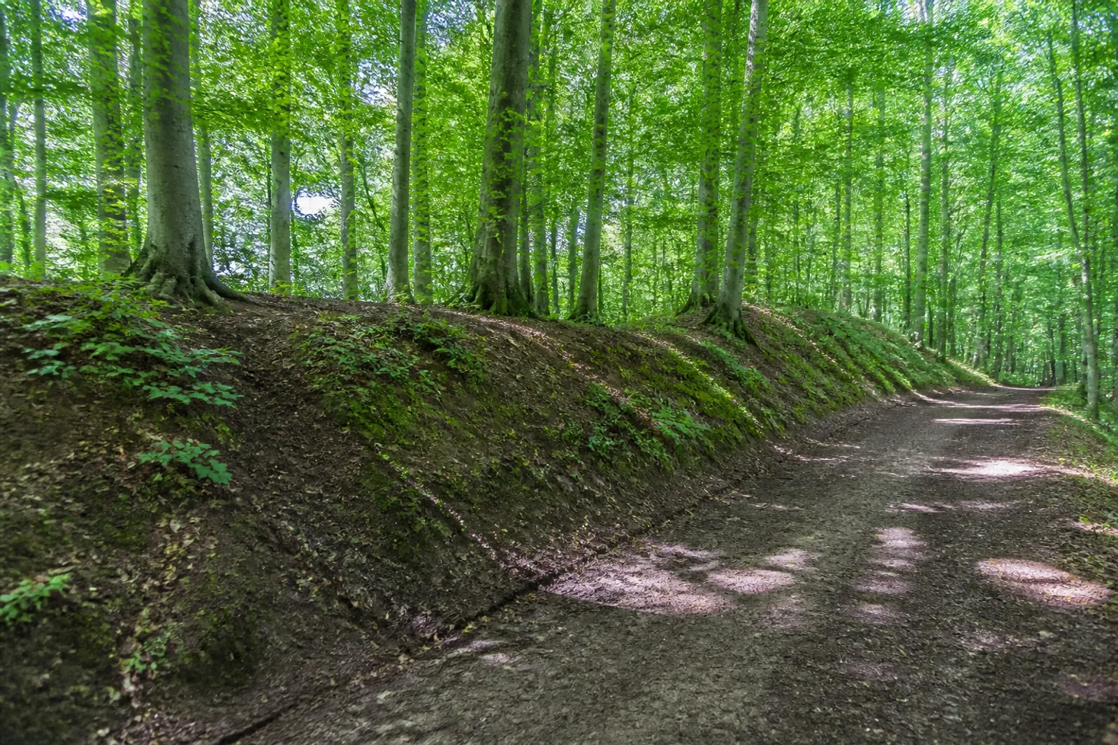 bewaldete Wallanlage Babilonie