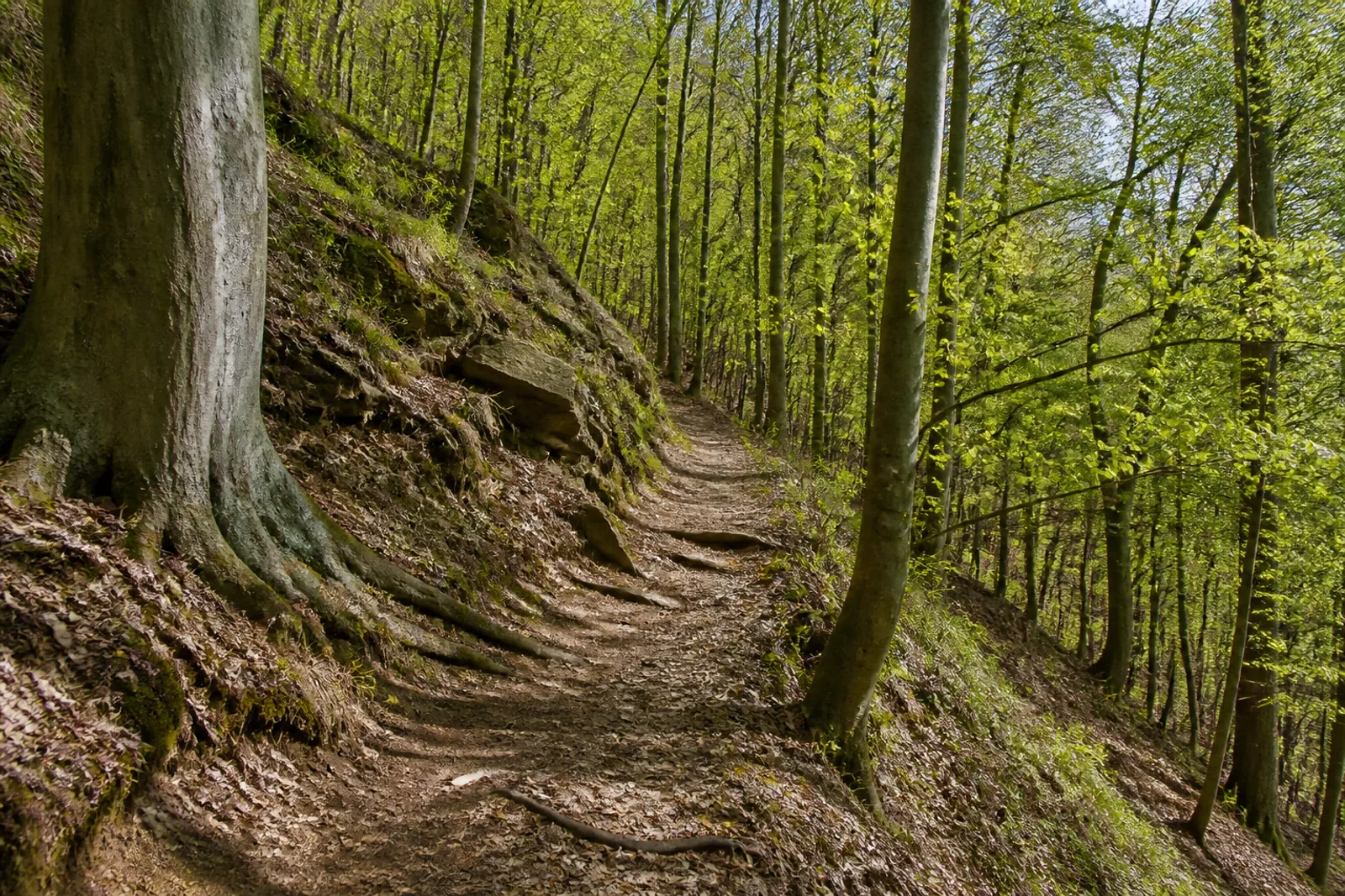 Lübbecke: Buchenwaldweg am Reineberg über Lübbecke