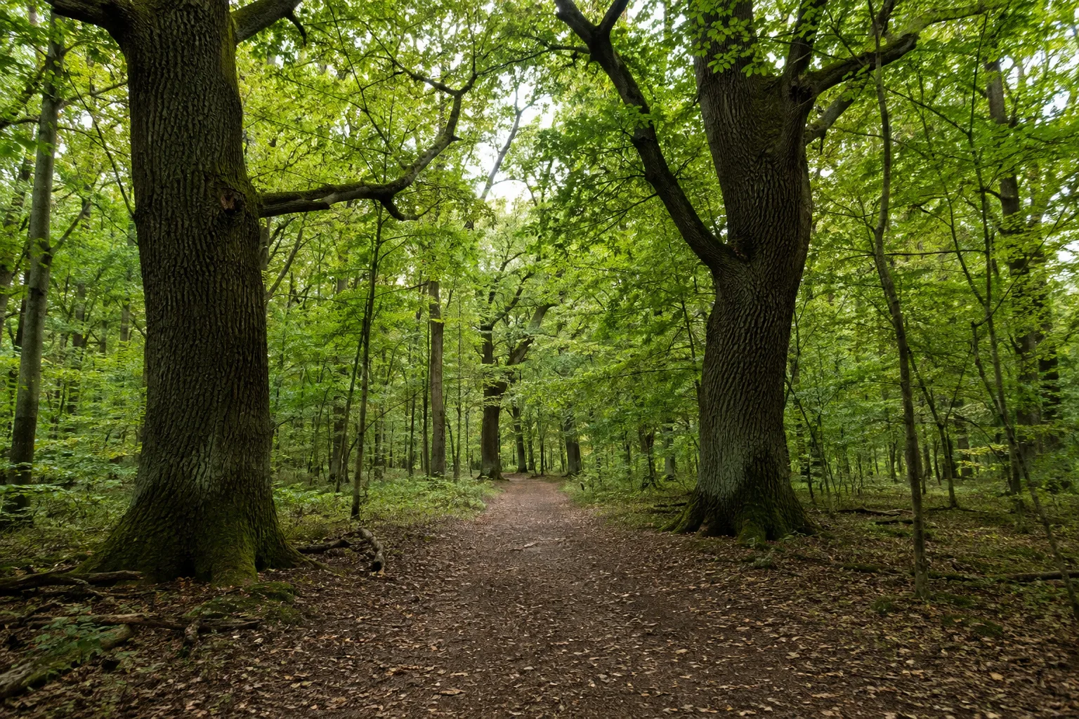 Lübben: Lübbener Hain: Alte Eichen und Hainbuchen auf ebenen Auwaldwegen
