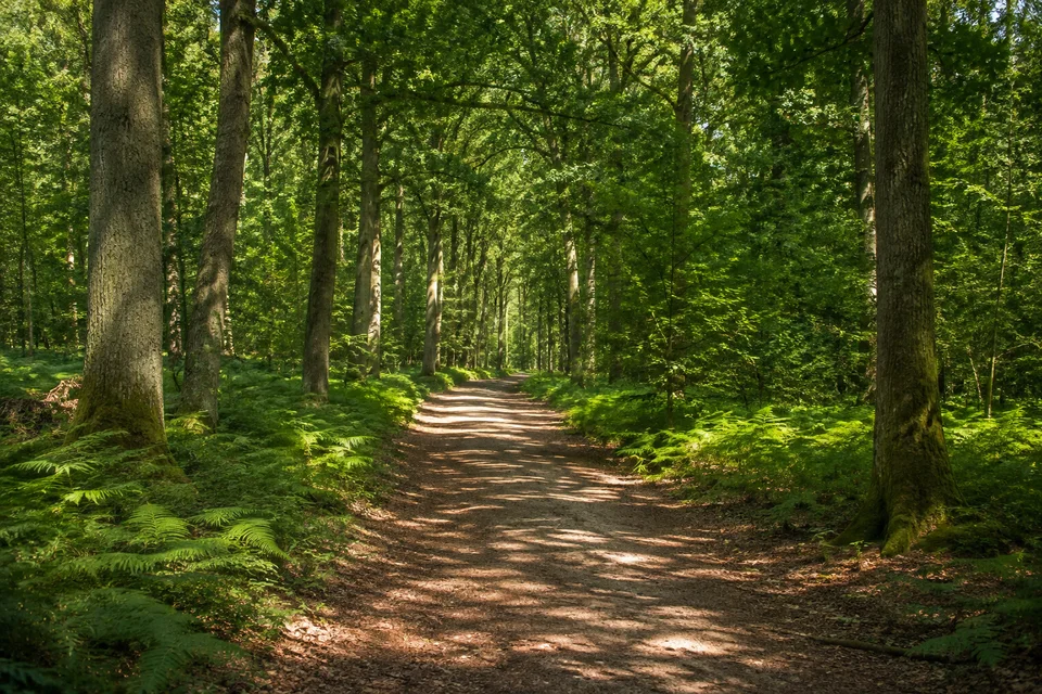 Lauerholz: Flacher dichter Buchen-Eichen-Stadtwald mit breitem Waldweg und grünen Farnen