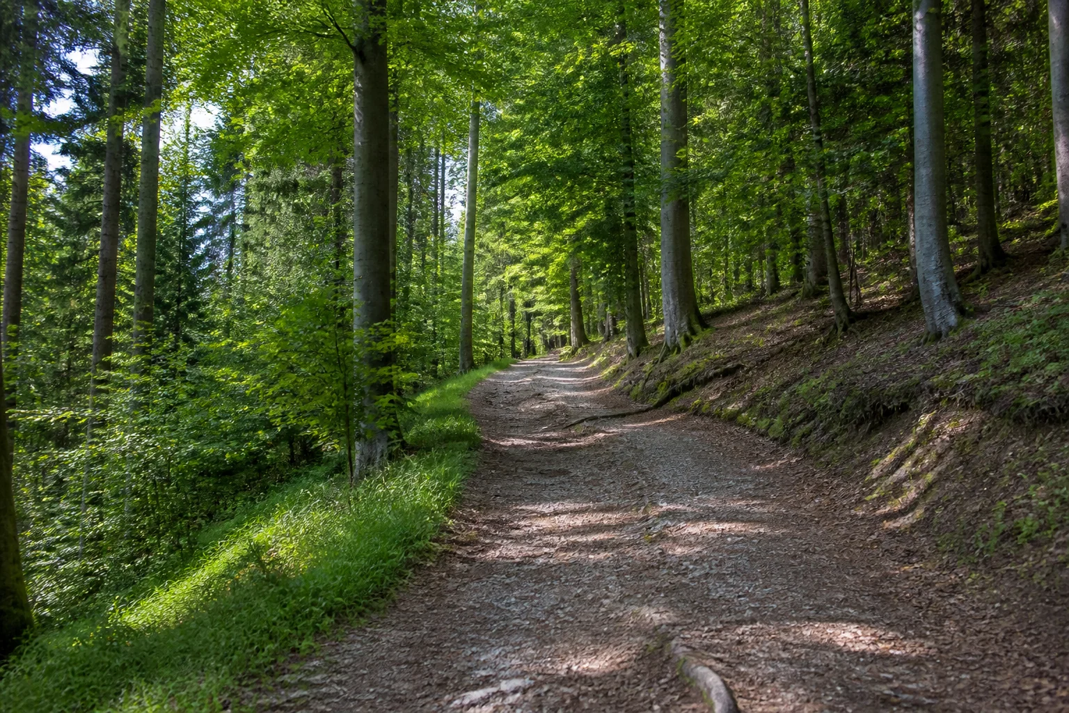 Ansteigender Buchenwaldweg im Stadtwald von Lüdenscheid