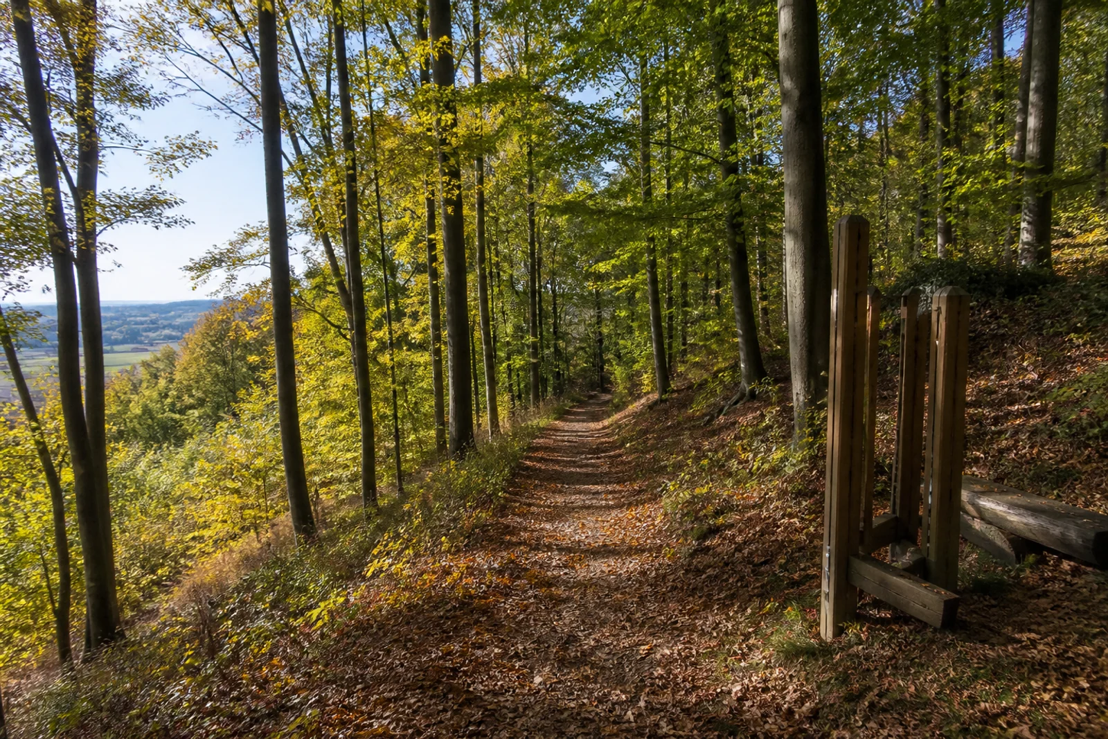 Waldpfad am Schildberg über dem Emmertal