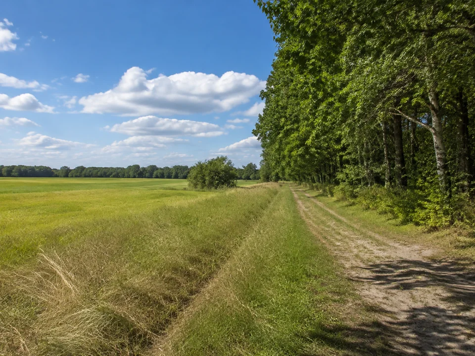 Feld- und Waldrand bei Ochtmissen nördlich Lüneburgs mit flachem Horizont