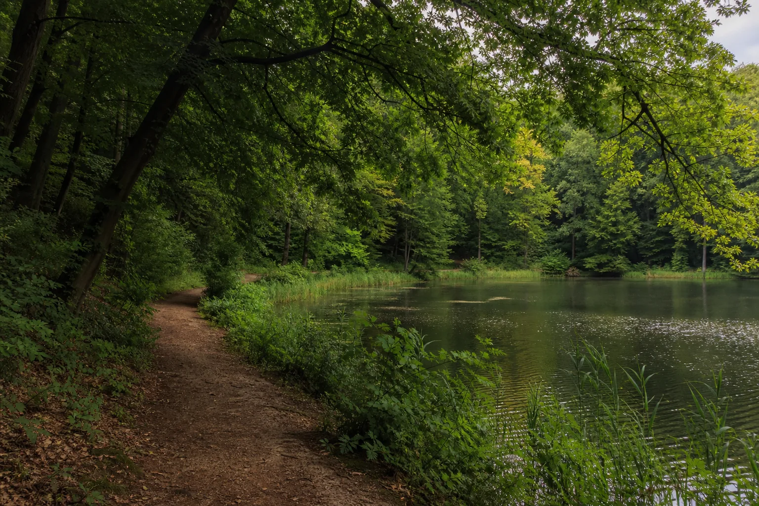 Waldweg am Cappenberger See zwischen alten Laubbäumen nördlich von Lünen