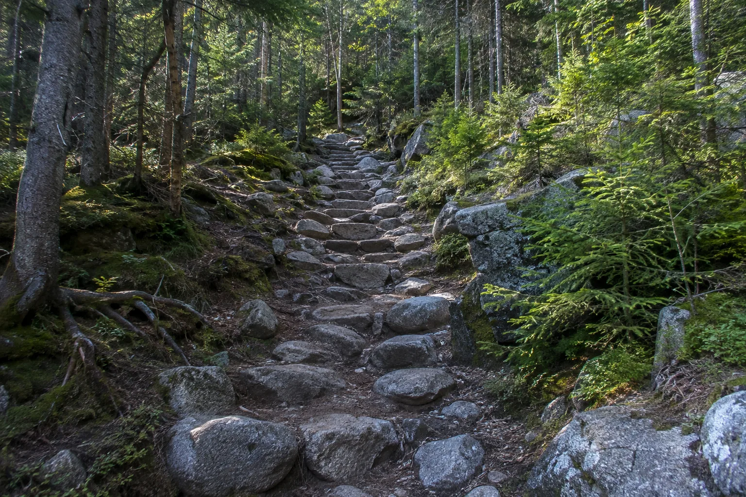Himmelsleiter: steiler gerader Steinstufenweg durch lichten Bergwald zum Blockmeer