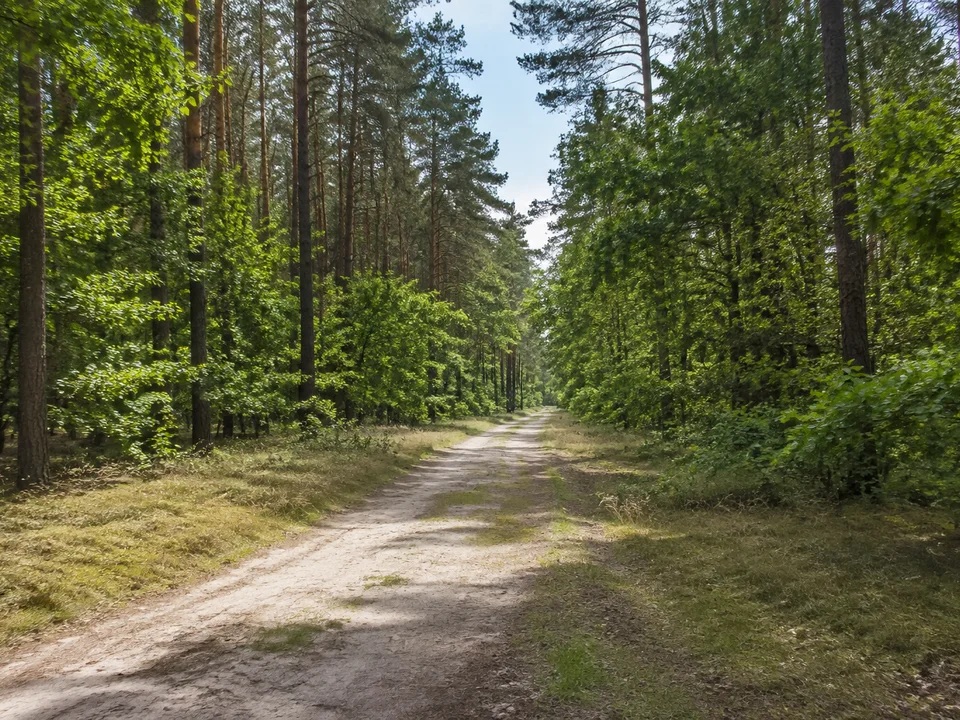 Wälder um Nudersdorf: Langer sandiger Forstweg durch Kiefern- und Laubwald auf flachwelligem Gelände