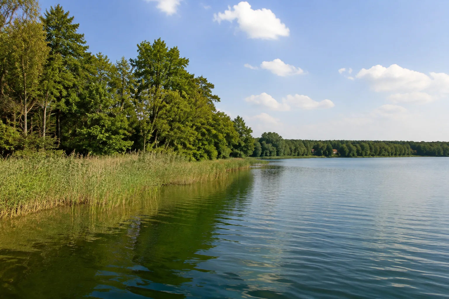 Lychen: Lychen / Oberpfuhl: Lychener Oberpfuhl: ruhiges Seeufer mit Schilf, Laubbäumen und einzelnen entfernten roten Dächern