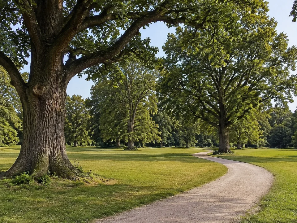 Herrenkrugpark: Weite Parkwiese mit sehr alten Eichen und geschwungenem hellem Kiesweg