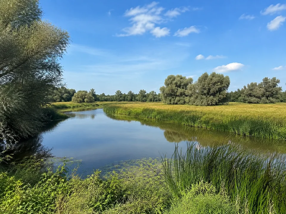 Alte Elbe bei Pechau: Ruhiger Altwasserarm mit Schilf und Weiden in einer flachen Wiesenlandschaft