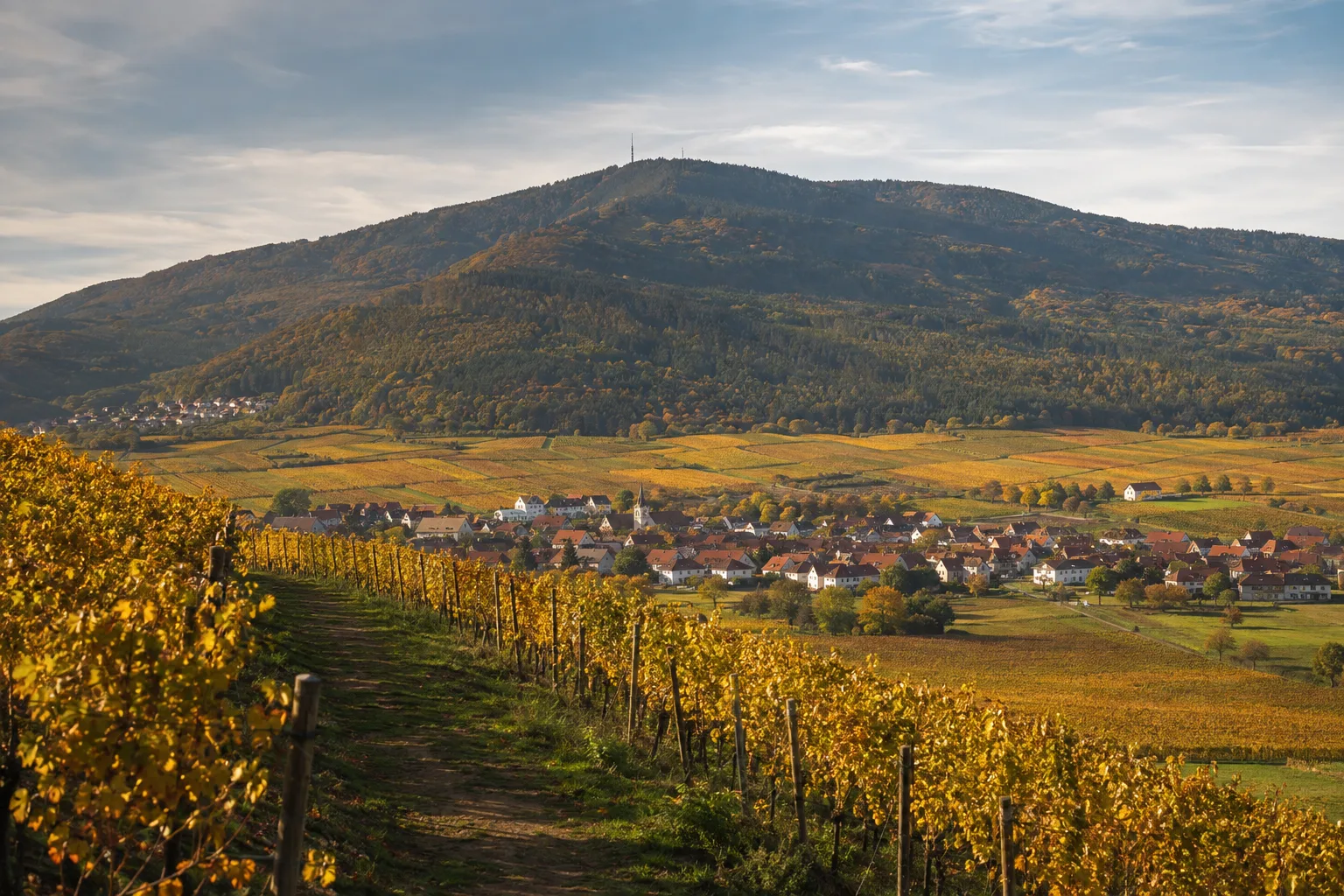 Maikammer: Maikammer und Alsterweiler: Rebenwege vor der bewaldeten Haardt