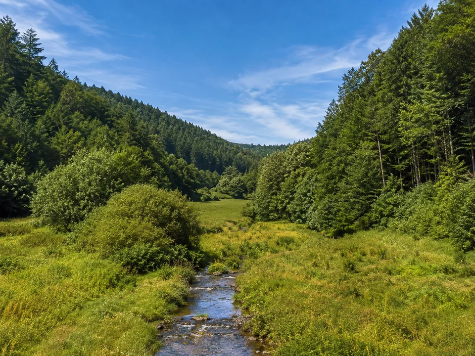 Eppsteiner Waldtal: Schmaler grüner Talboden mit kleinem Bach zwischen dicht bewaldeten steileren Mittelgebirgshängen