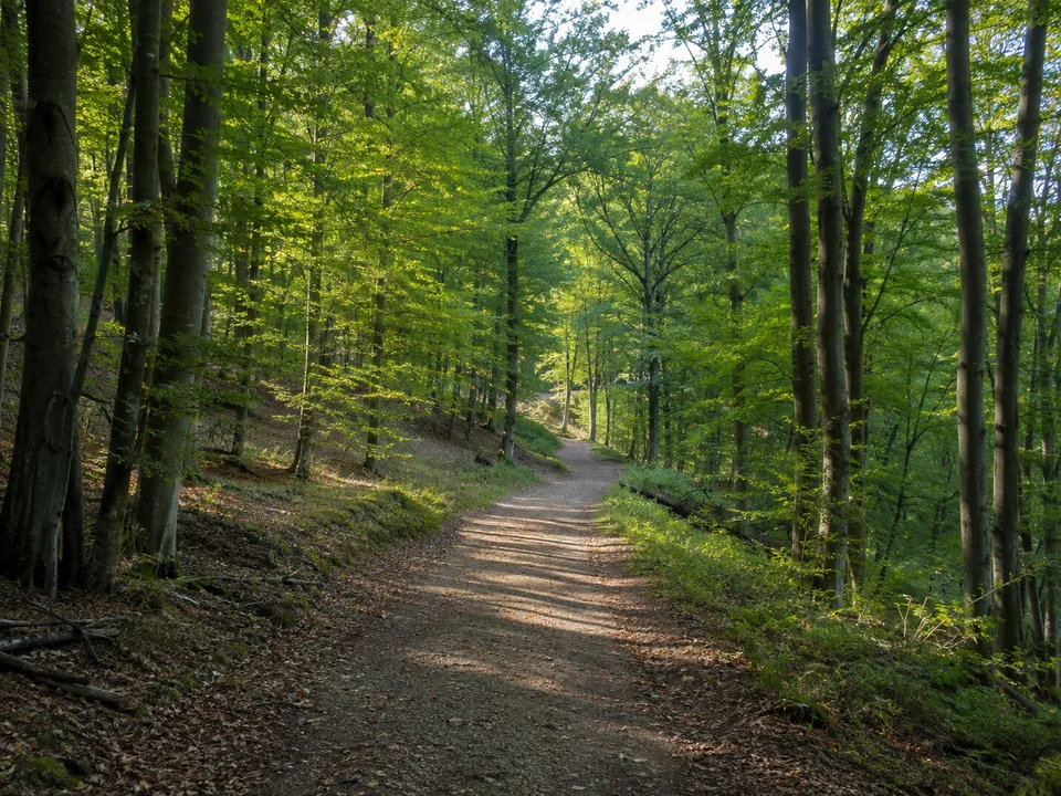 Laubwald bei Handthal: Breiter Waldweg im alten Buchenwald oberhalb Handthals im Steigerwald mit sanftem Auf und Ab