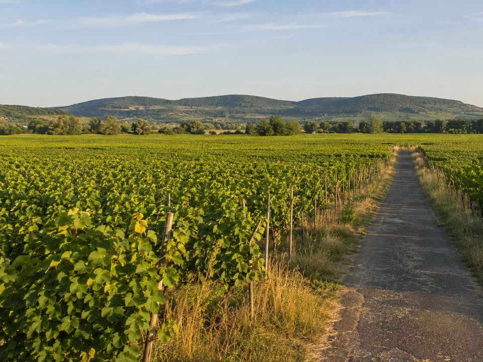 Weininsel bei Nordheim: Weitgehend flache Weinberge bei Nordheim mit schmalem Wirtschaftsweg und niedrigen Hügeln jenseits des Mains