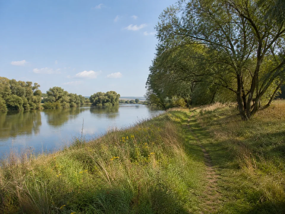 Mainaue bei Sommerach: Flacher Uferweg nahe Sommerach mit Weiden, Wiesen und ruhigem breitem Wasser