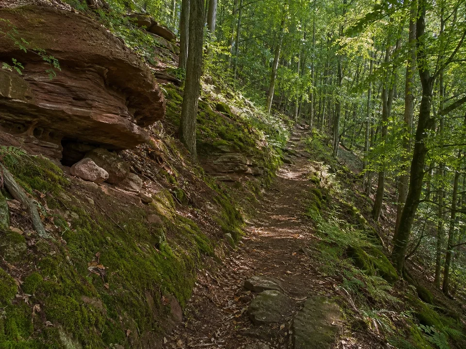 Buntsandsteinwald bei Miltenberg: Schattiger Laubwaldpfad am Hang bei Miltenberg mit rötlichen Sandsteinen und leicht moosigem Boden