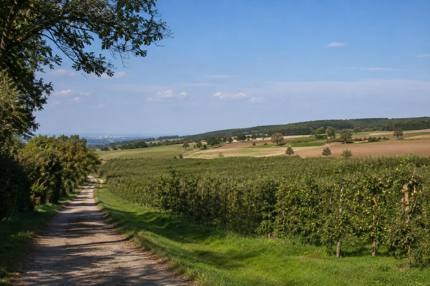 Obstplantagen und Feldweg am Ortsrand Mainz-Finthen, flachwellige Felder.