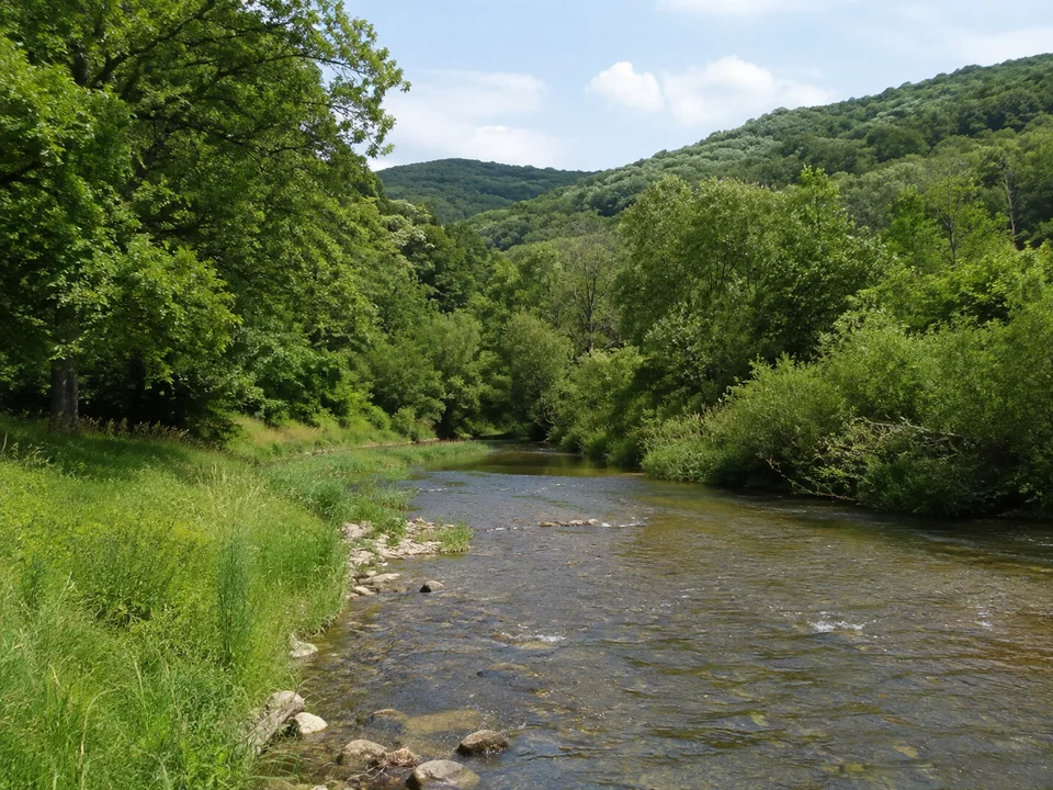 Wippertal am Harzrand: Kleiner Fluss zwischen grünem Laubwald und mäßigen bewaldeten Hügeln