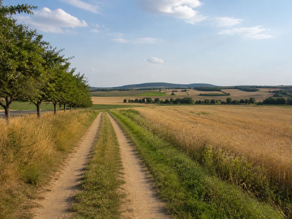 Offene Mansfelder Kulturlandschaft: Feldweg zwischen flach gewellten Äckern und Obstbaumreihen, niedrige Hügel am Horizont
