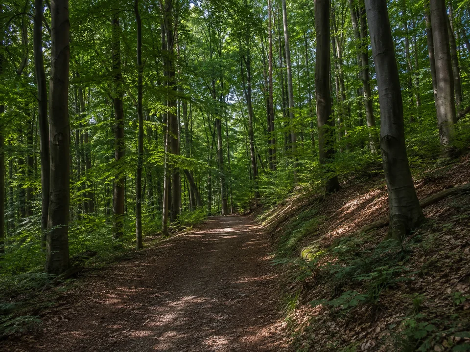 Wald bei Cappel: Breiter Weg unter dichtem Buchenmischwald auf mäßig ansteigendem Hang