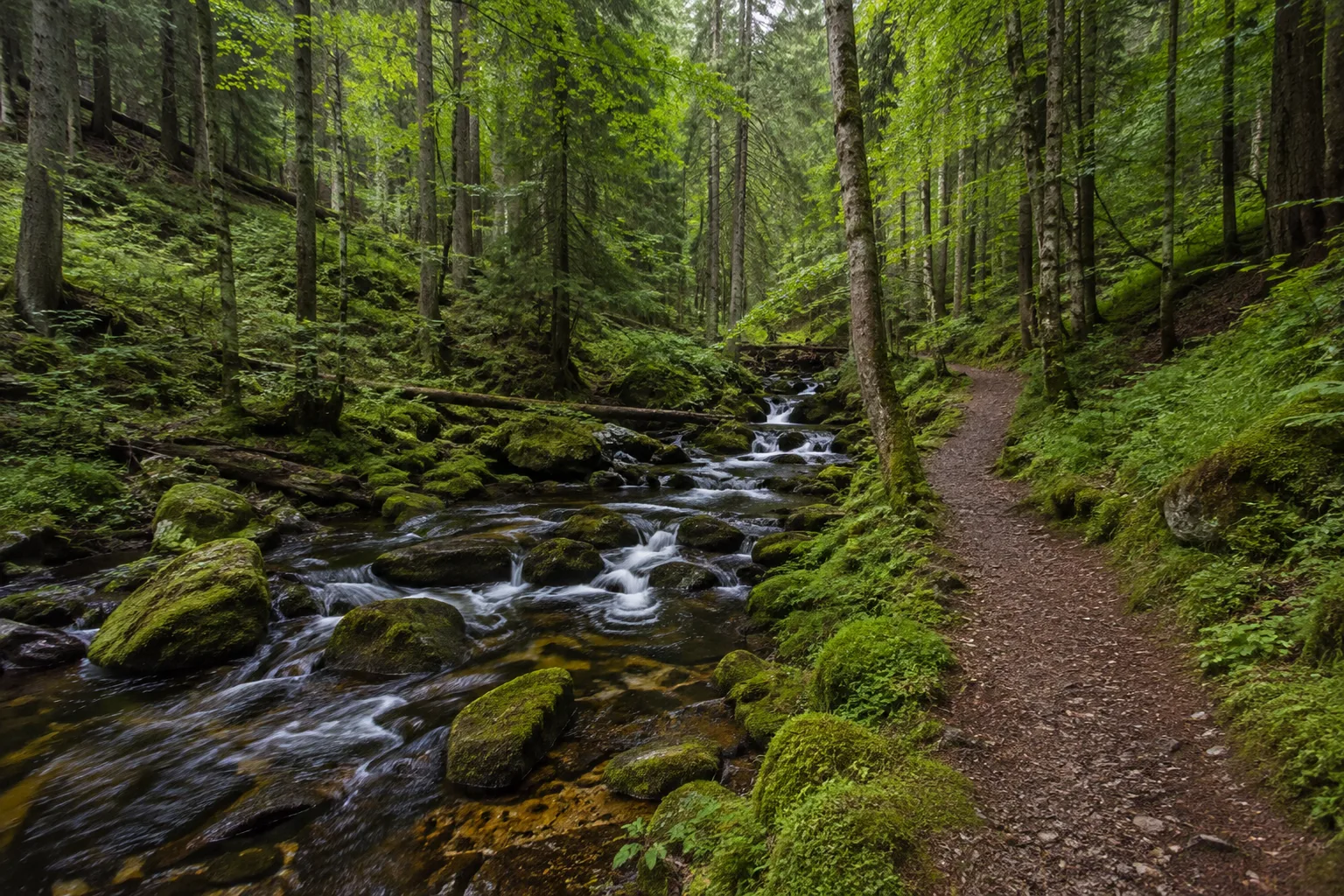 Schwarzwassertal: wilder Gebirgsbach zwischen moosigen Felsen und Fichten