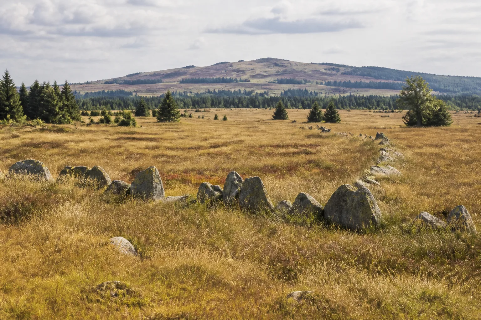 Kühnhaider Hochfläche: weite Bergwiese mit Steinrücken und Moorwald