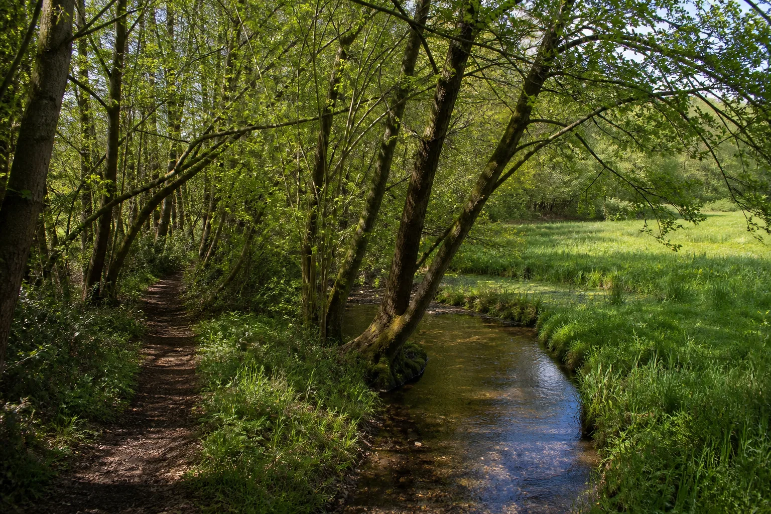 Naturnaher Weg im Niesetal