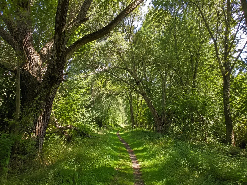 Rheinwald bei Bad Bellingen: Flacher Weg in dichtem Laubauenwald mit Weiden und sommerlichem grünem Unterwuchs