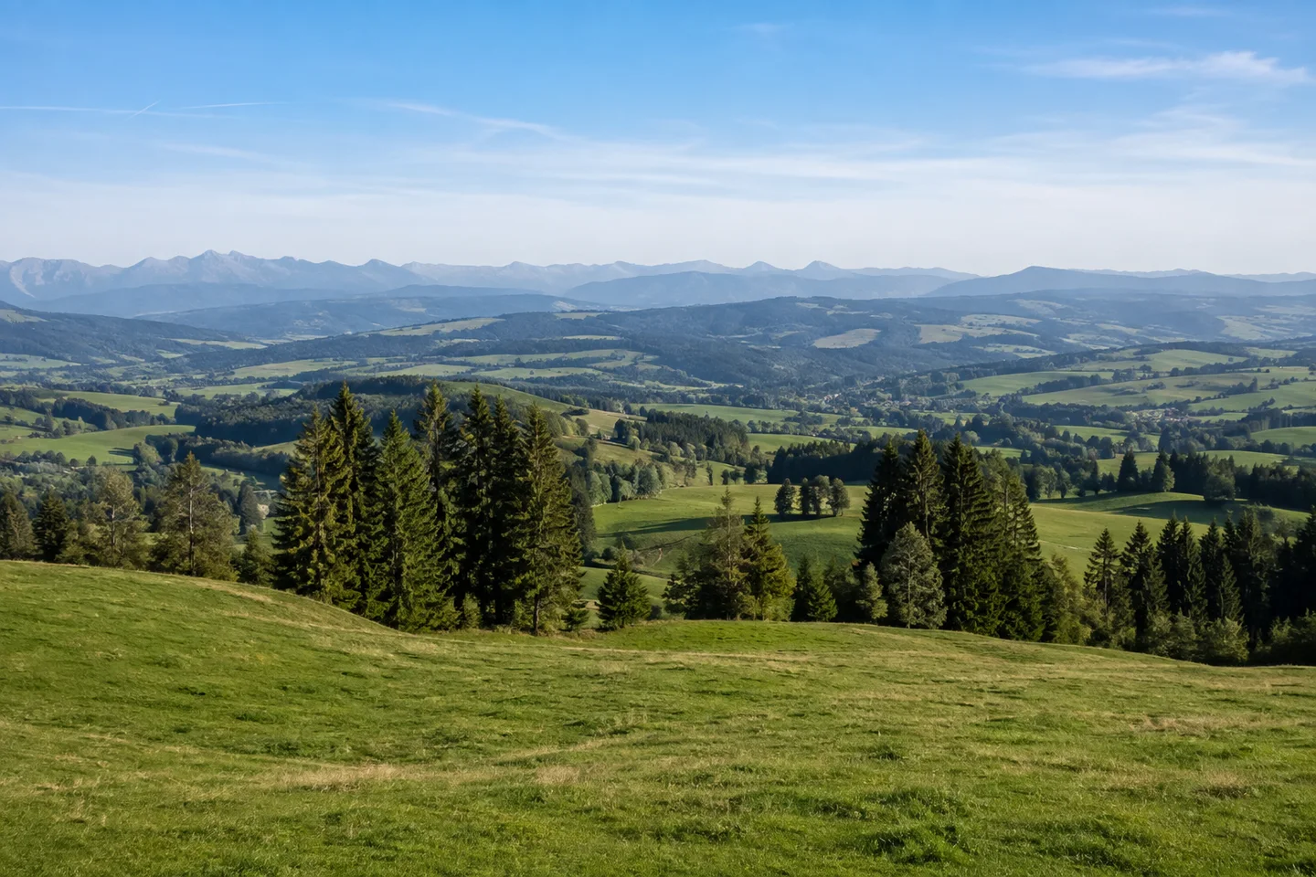 Sulzschneid: weite wellige grüne Felder und Fichtenwäldchen mit kleiner Voralpenkette in großer Ferne