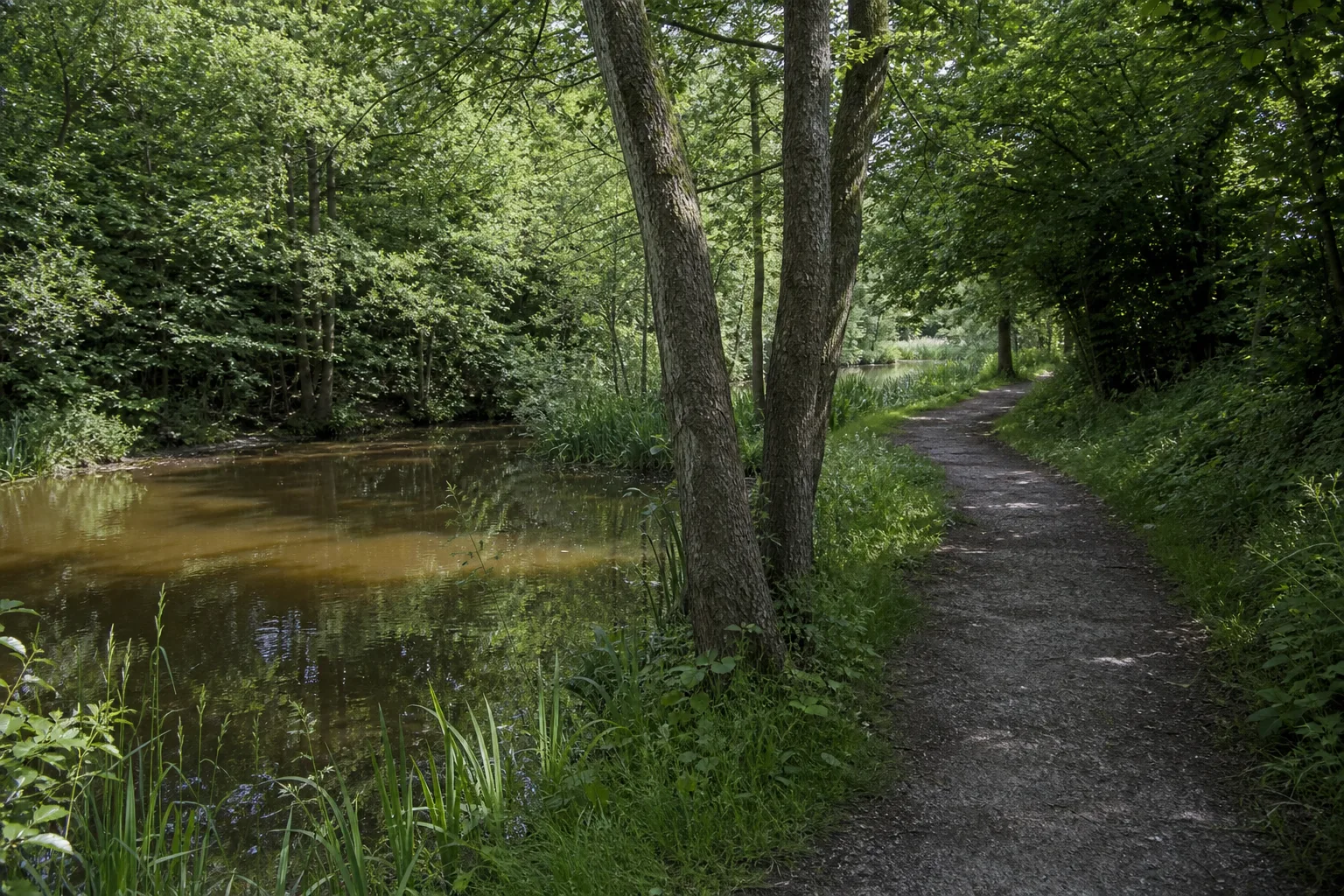 Waldweg am Loemühlenbach zwischen Erlen und feuchten Wiesen in Marl