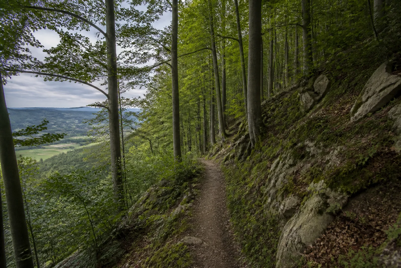 Waldpfad in den Diemelbergen