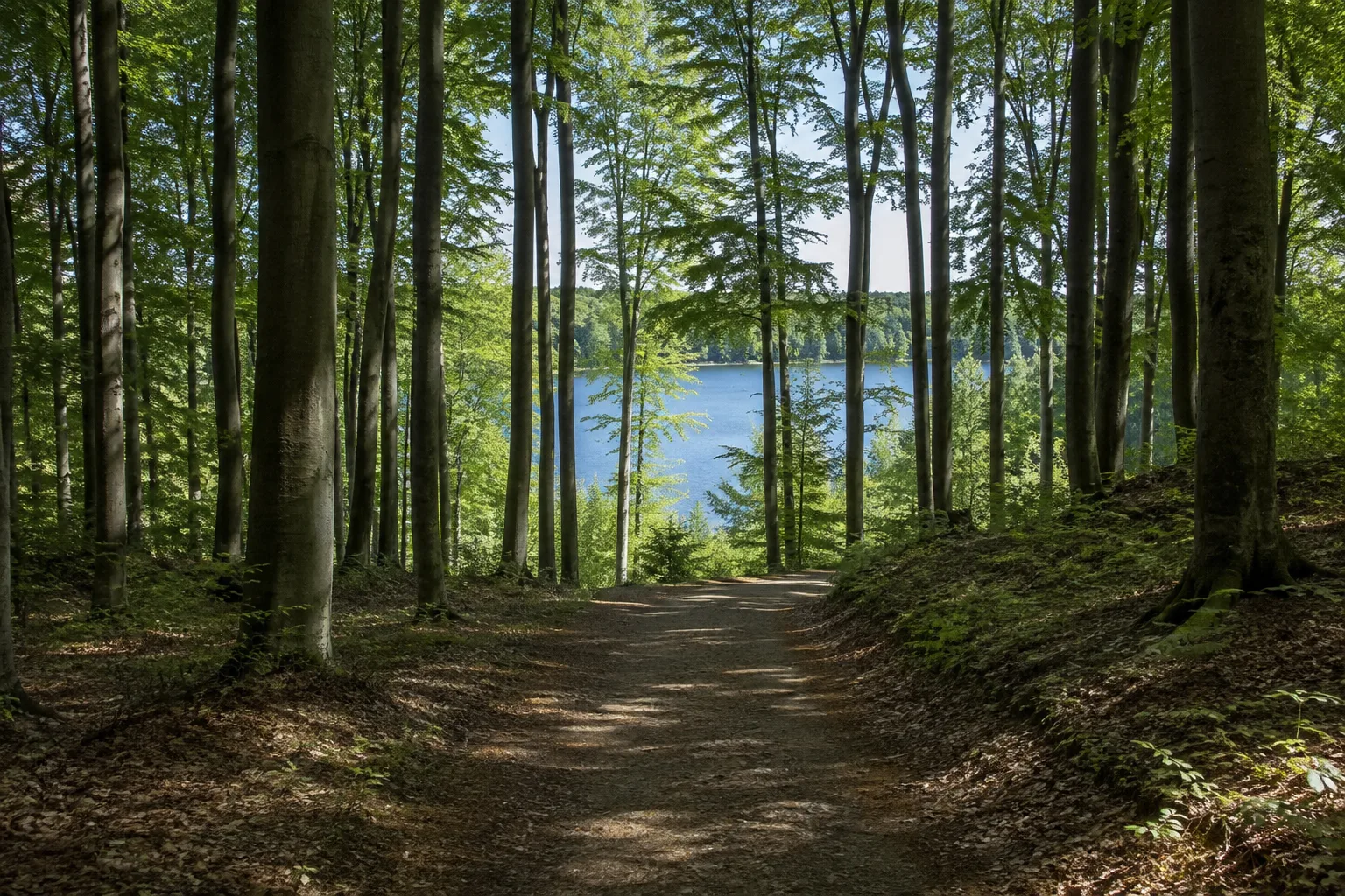 Neustrelitz: Buchenwaldweg nahe einem stillen See