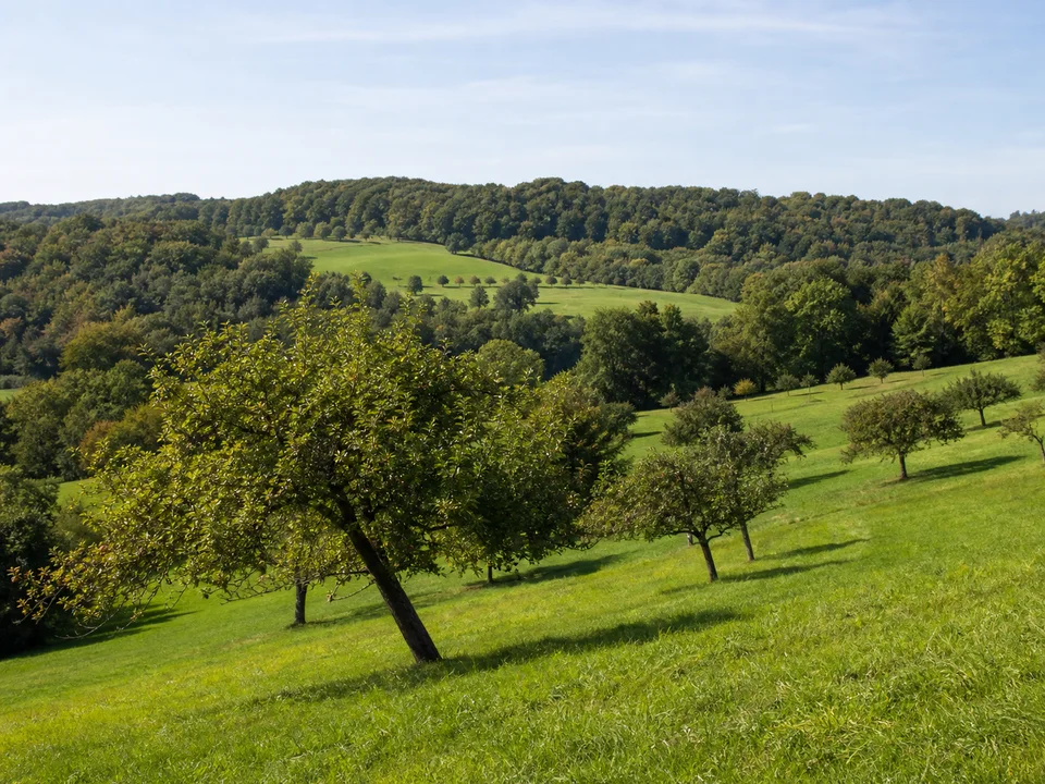 Meersburger Obstland: Sanfte Wiesenhügel mit Apfelbäumen und kleinen Laubwaldstücken im Hinterland, ohne See und ohne erfundene Kapelle
