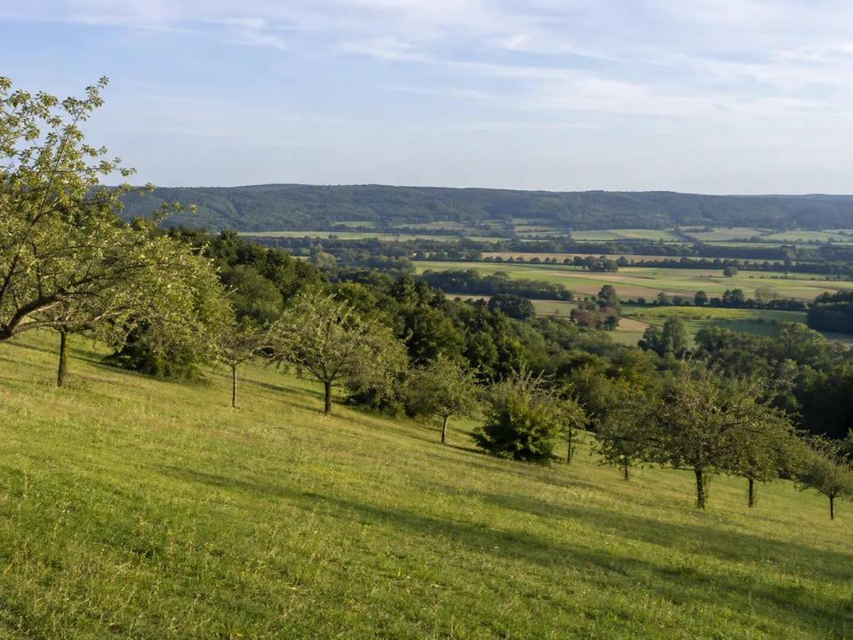 Baitenhauser Höhen: Offener grüner Wiesenhang mit Obstbäumen und Aussicht über das breite sanfte Salemer Tal mit Wäldern am Horizont